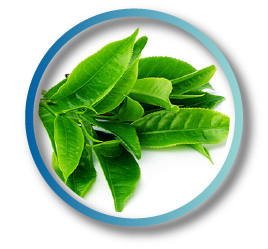 tra xanh keto slim